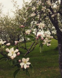 Arbres fruitiers