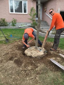 Plantation d&rsquo;arbre individuel